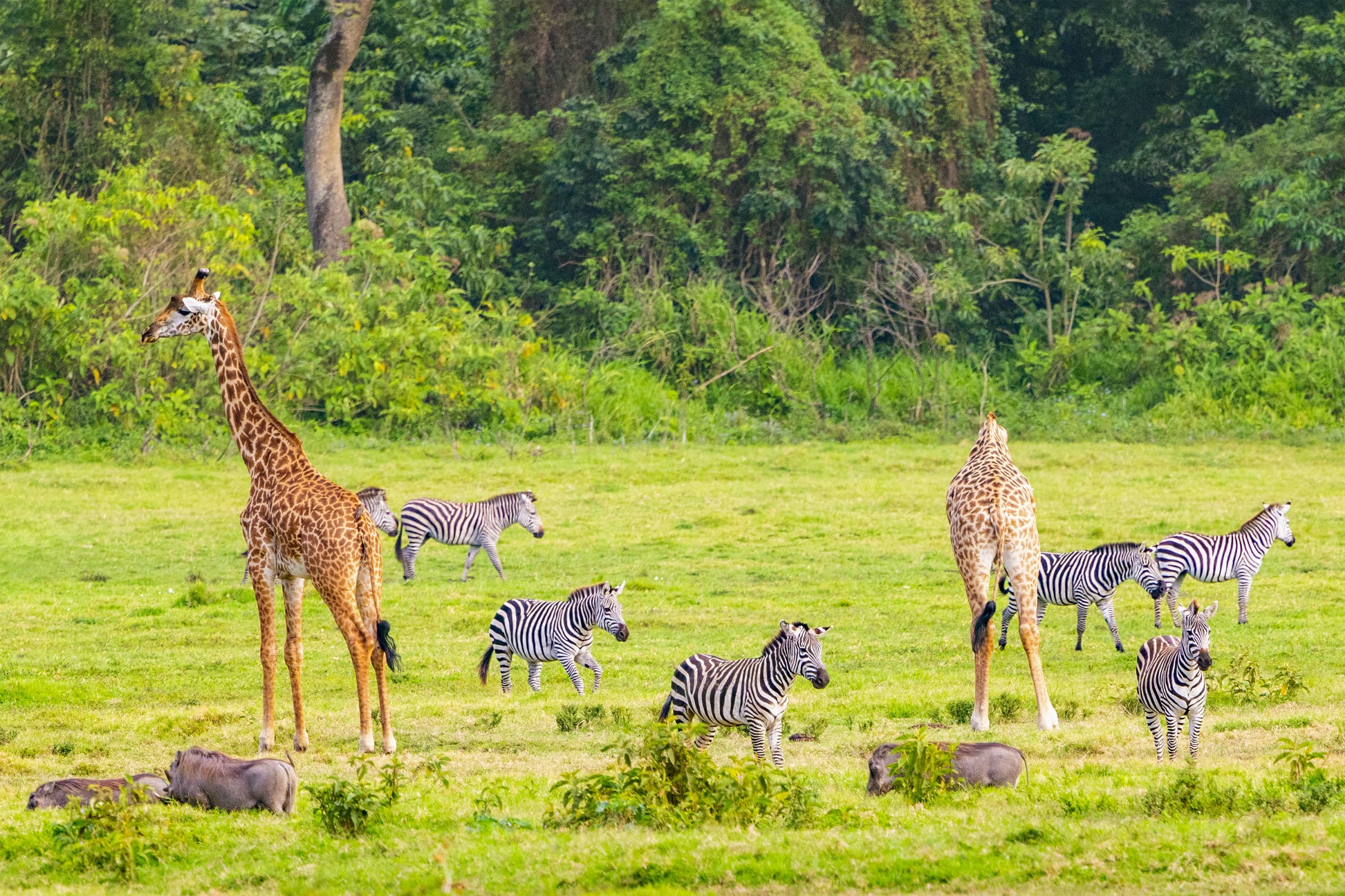 Giraffe and zebra in Arusha National Park