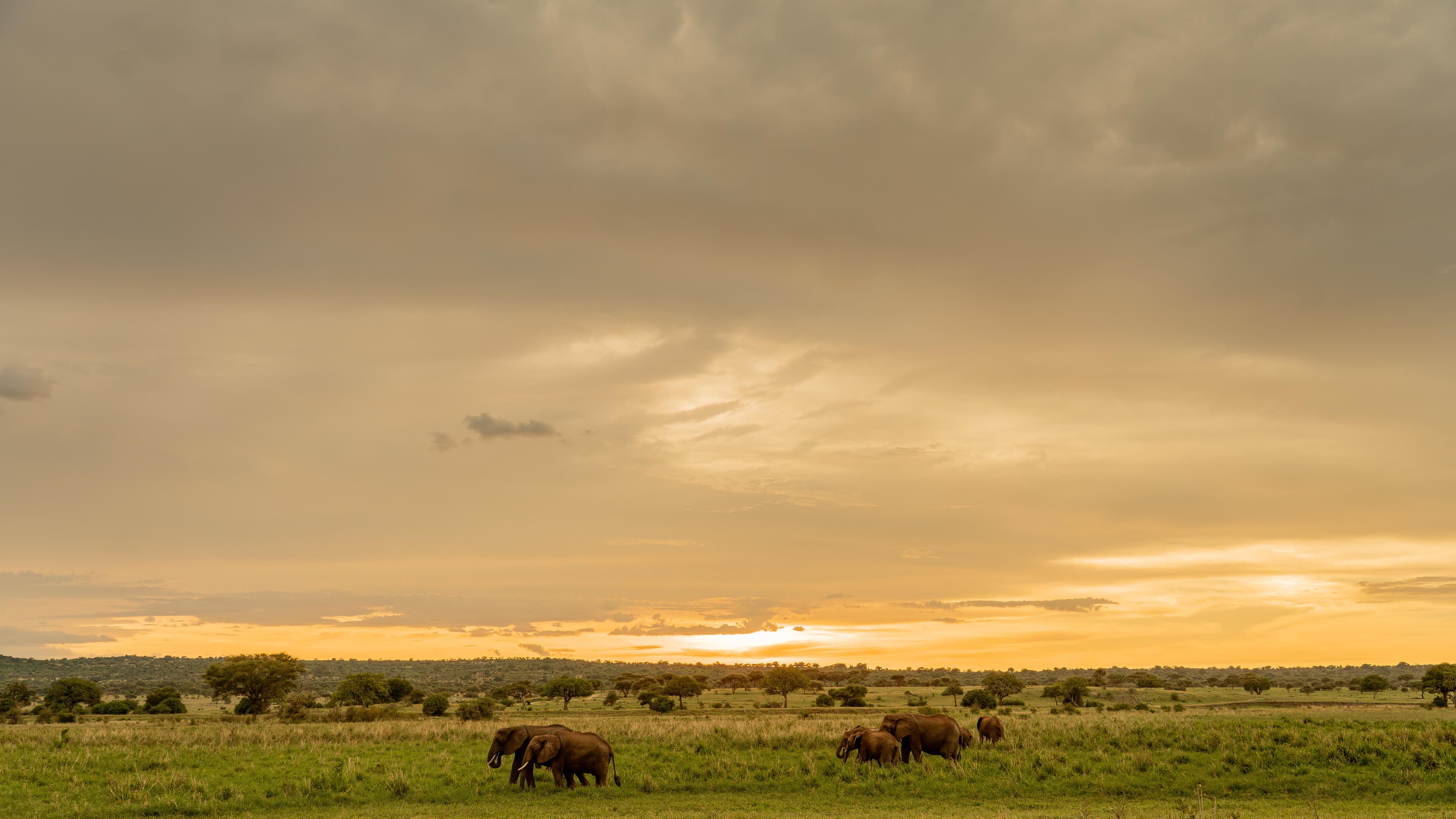Elephants on the plains at golden hour