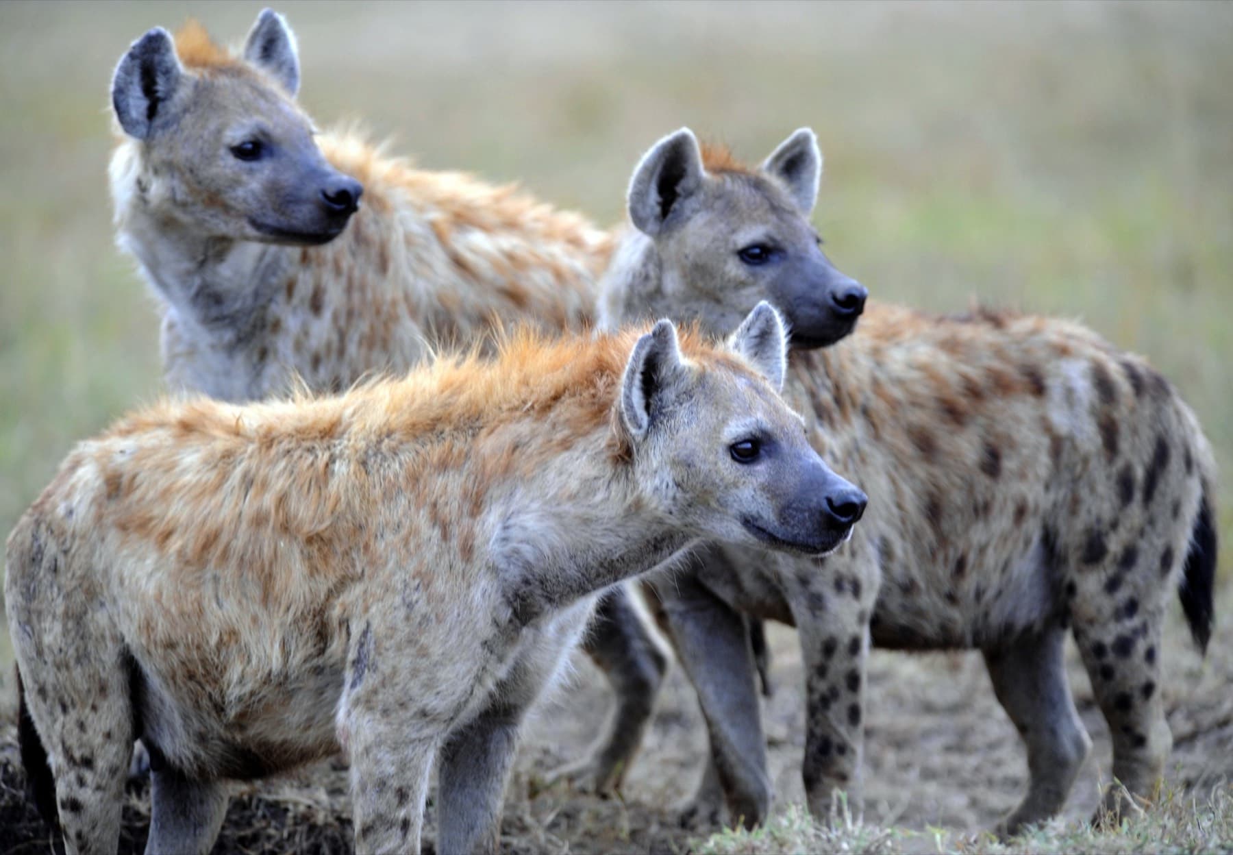 Spotted hyena