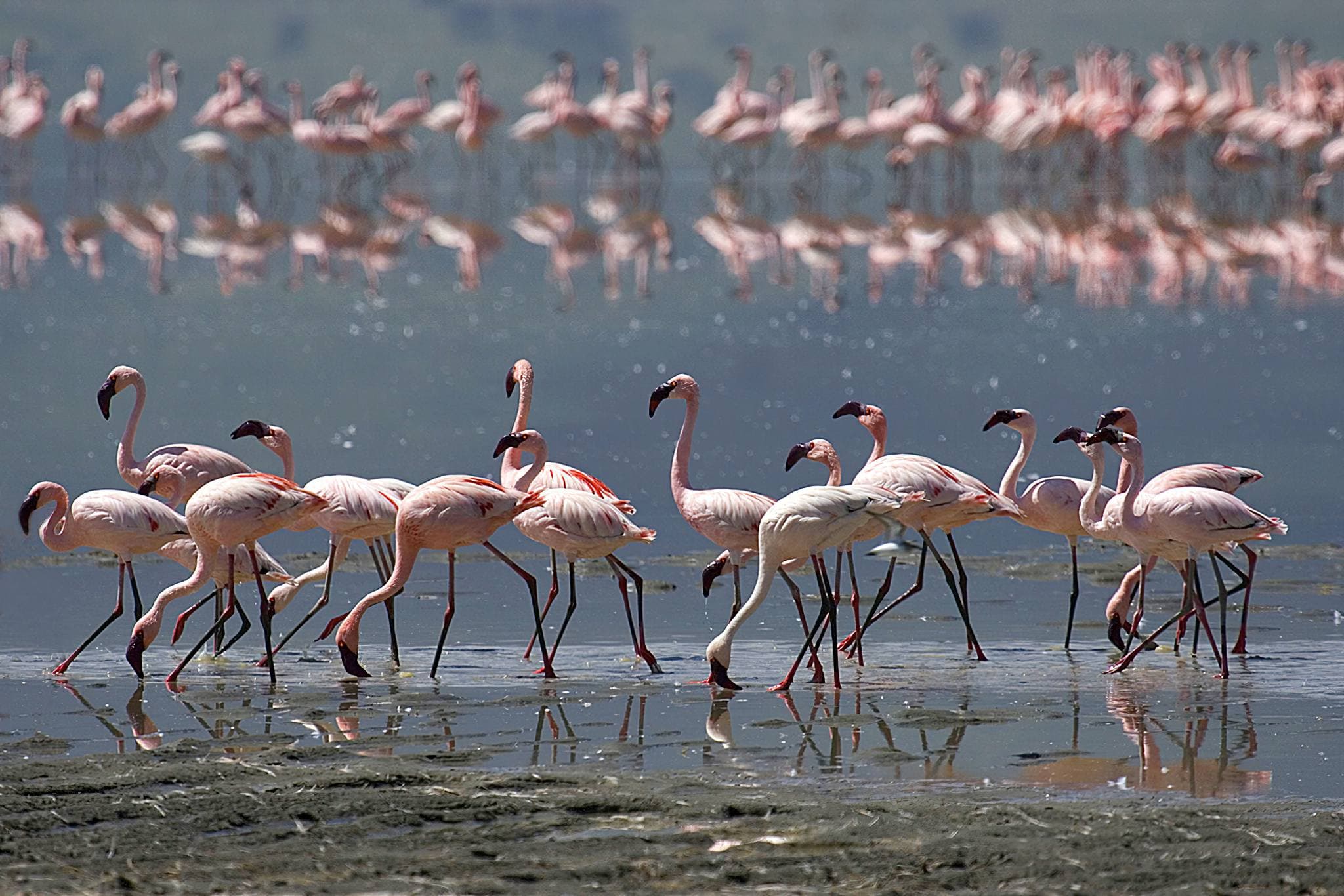 Flamingos at Lake Natron