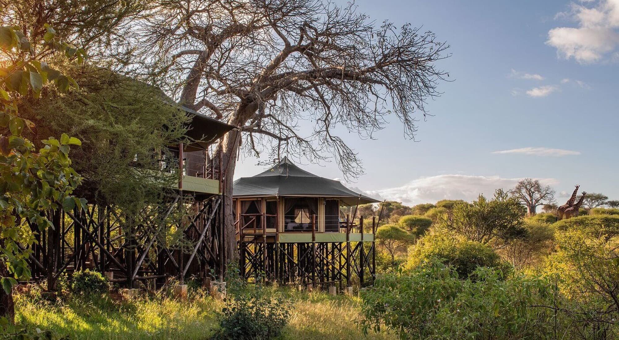 Kuro Treetops Lodge, Tarangire — 4