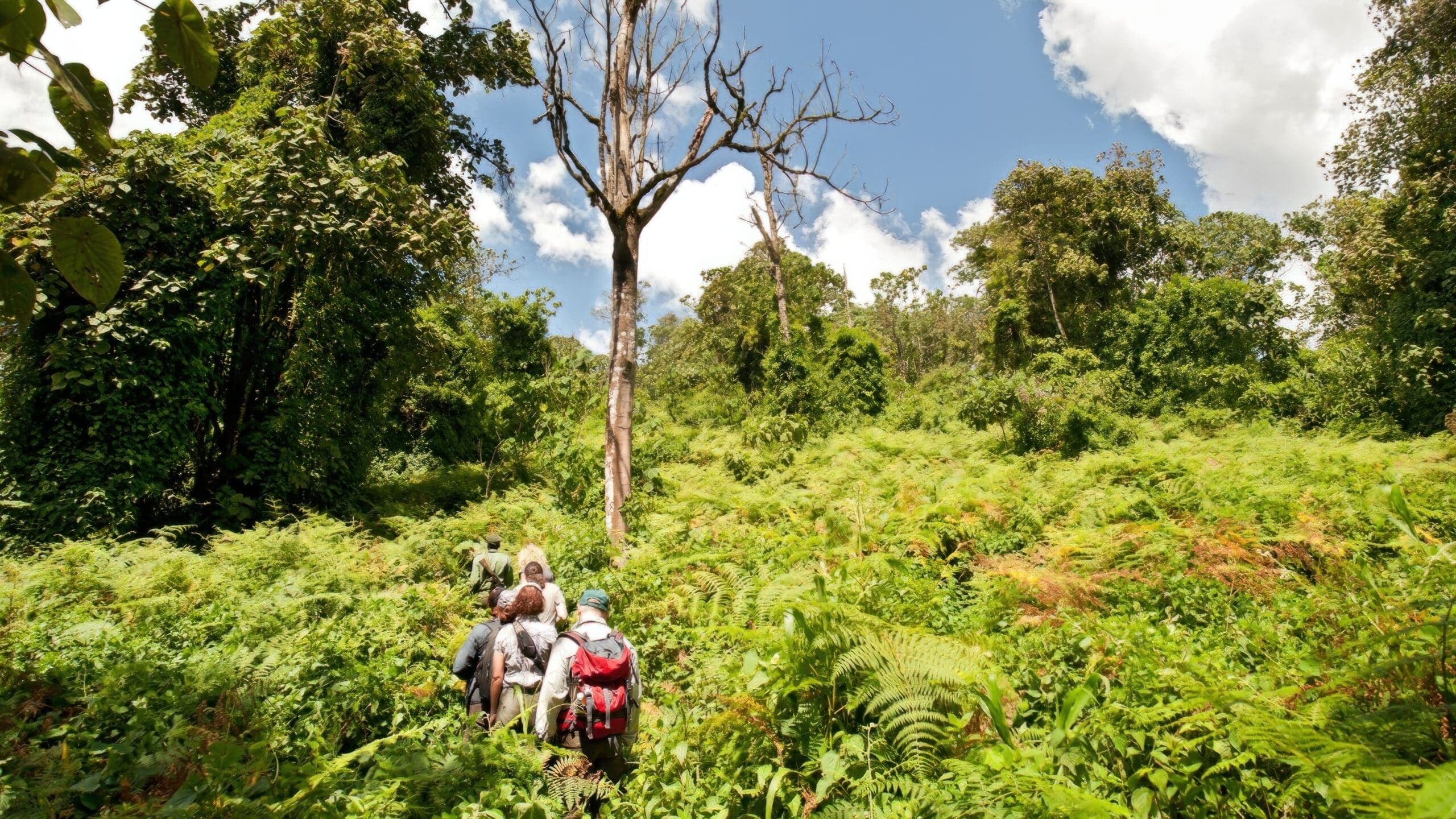 Chimpanzee trekking in Mahale