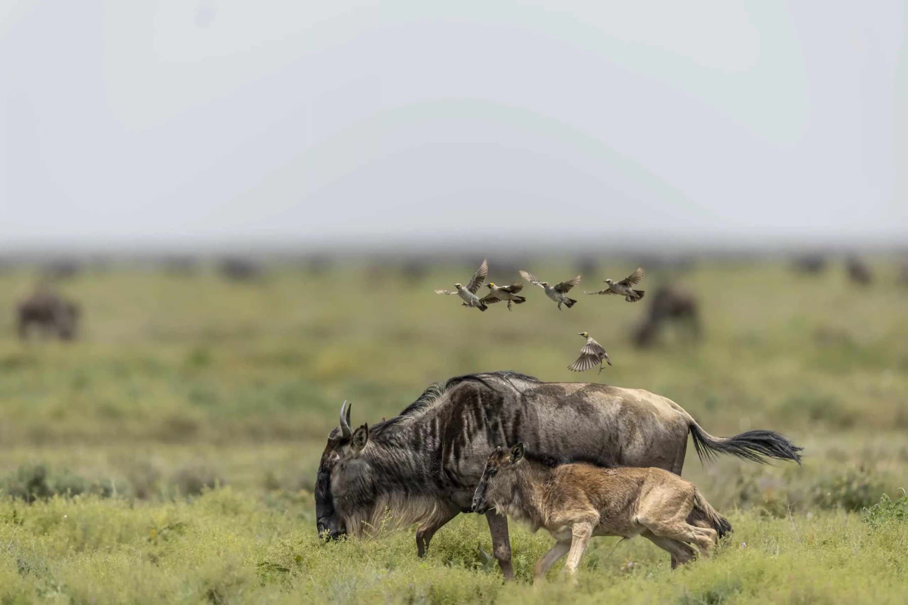 Wildebeest calving season in Ndutu