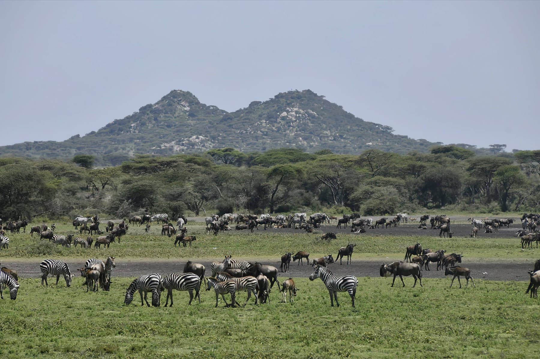 Wildlife on the Ndutu plains
