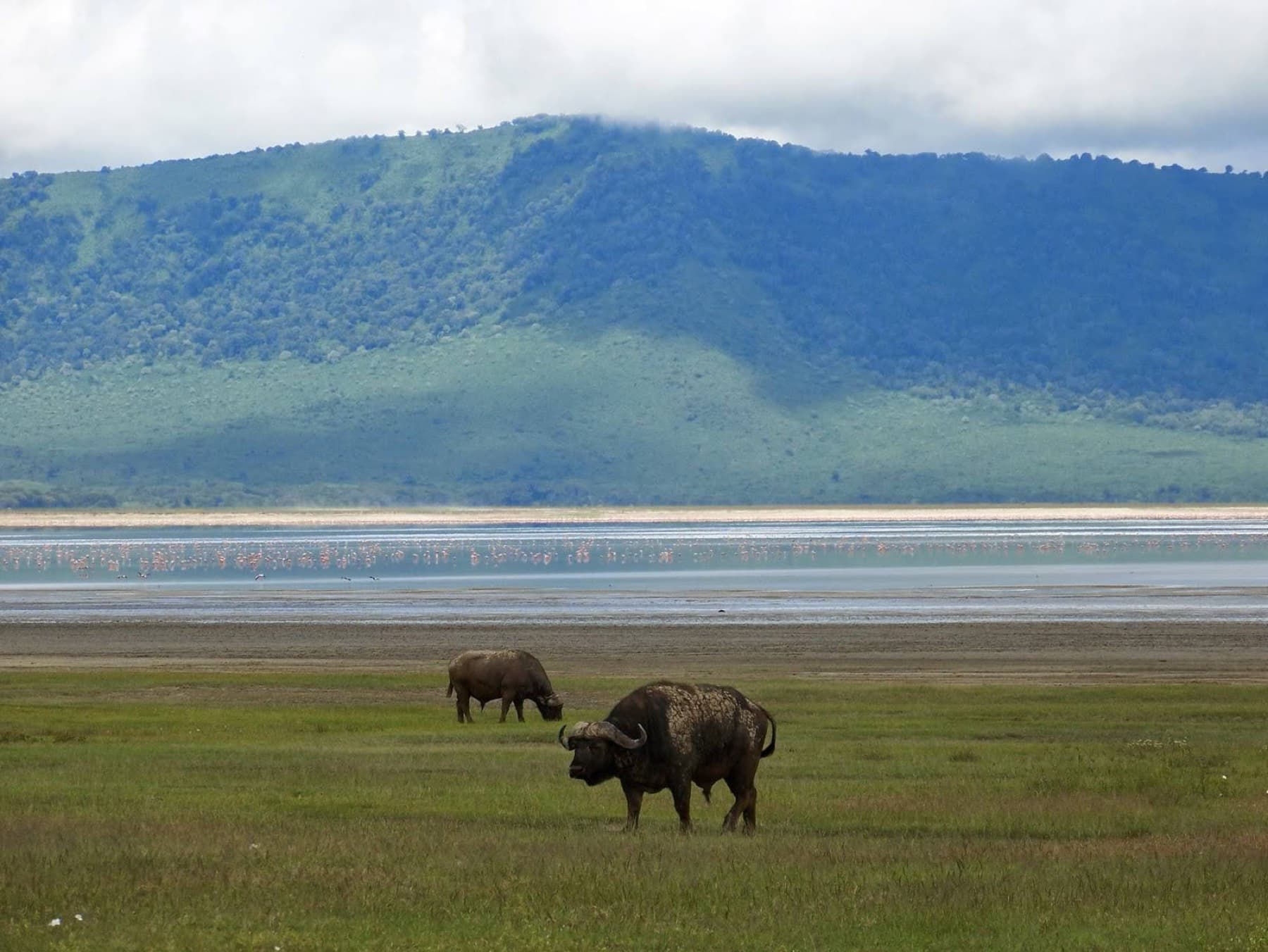 Buffalo in Ngorongoro Crater