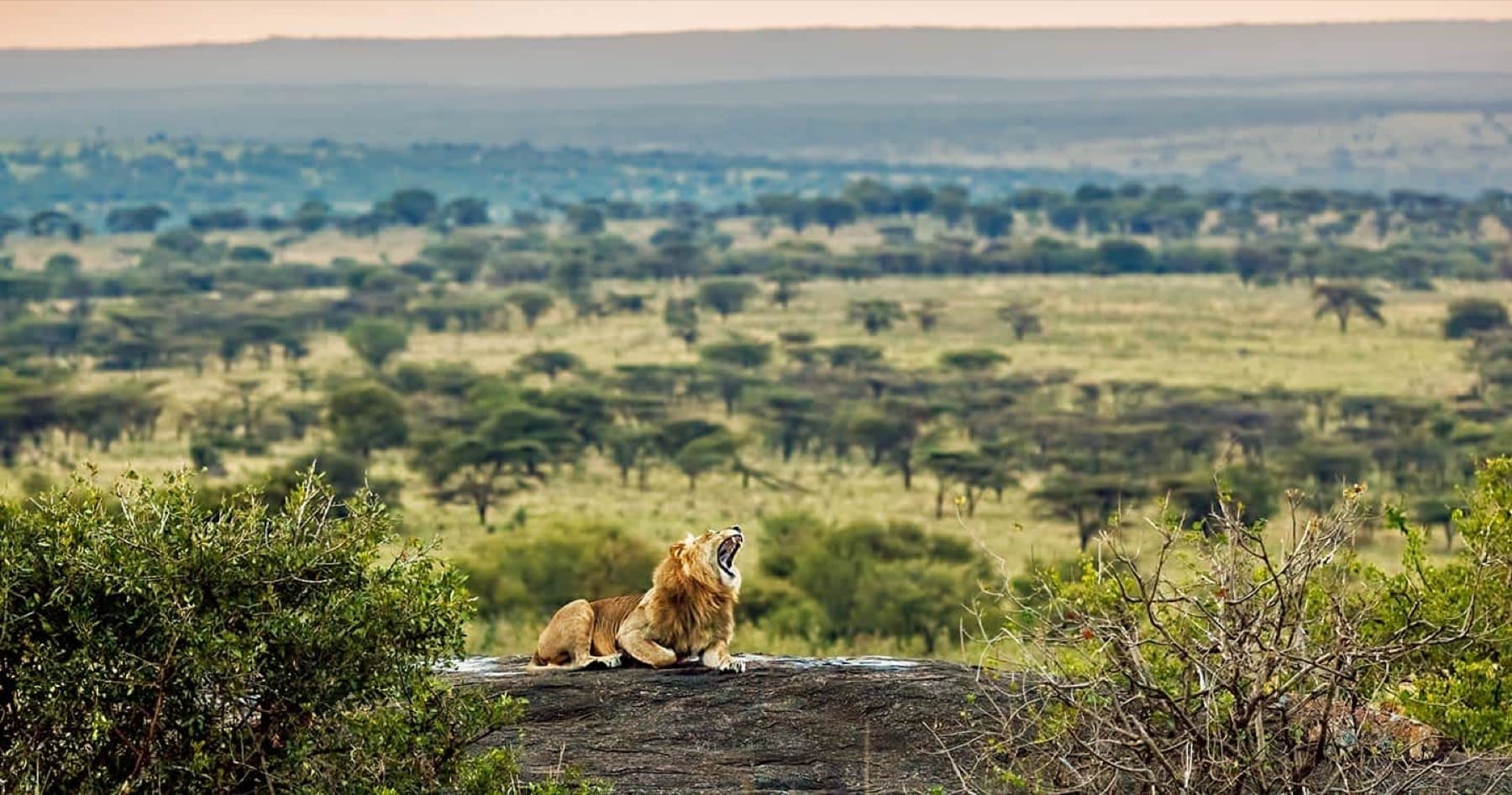 Lion in the Serengeti