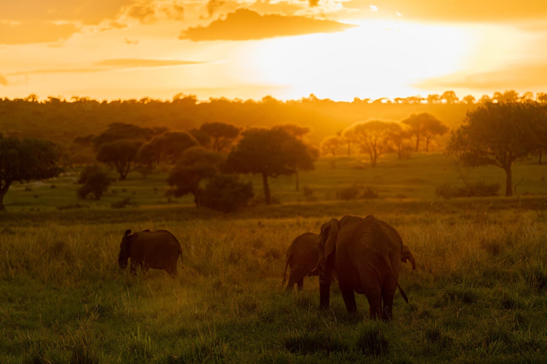 Golden hour over the safari country