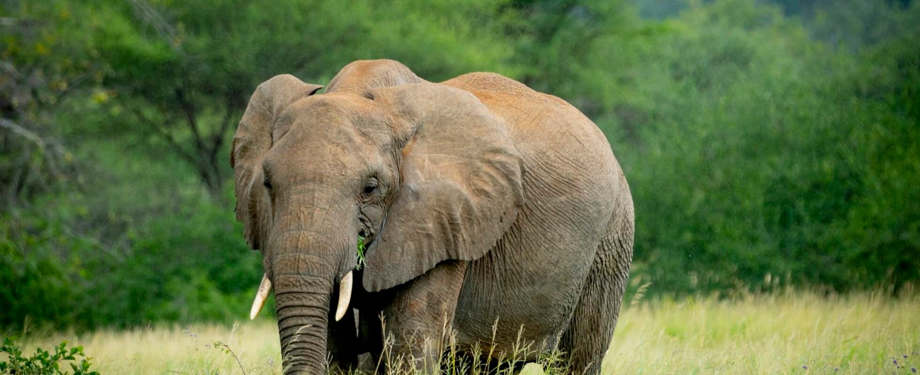 Elephant in Tarangire