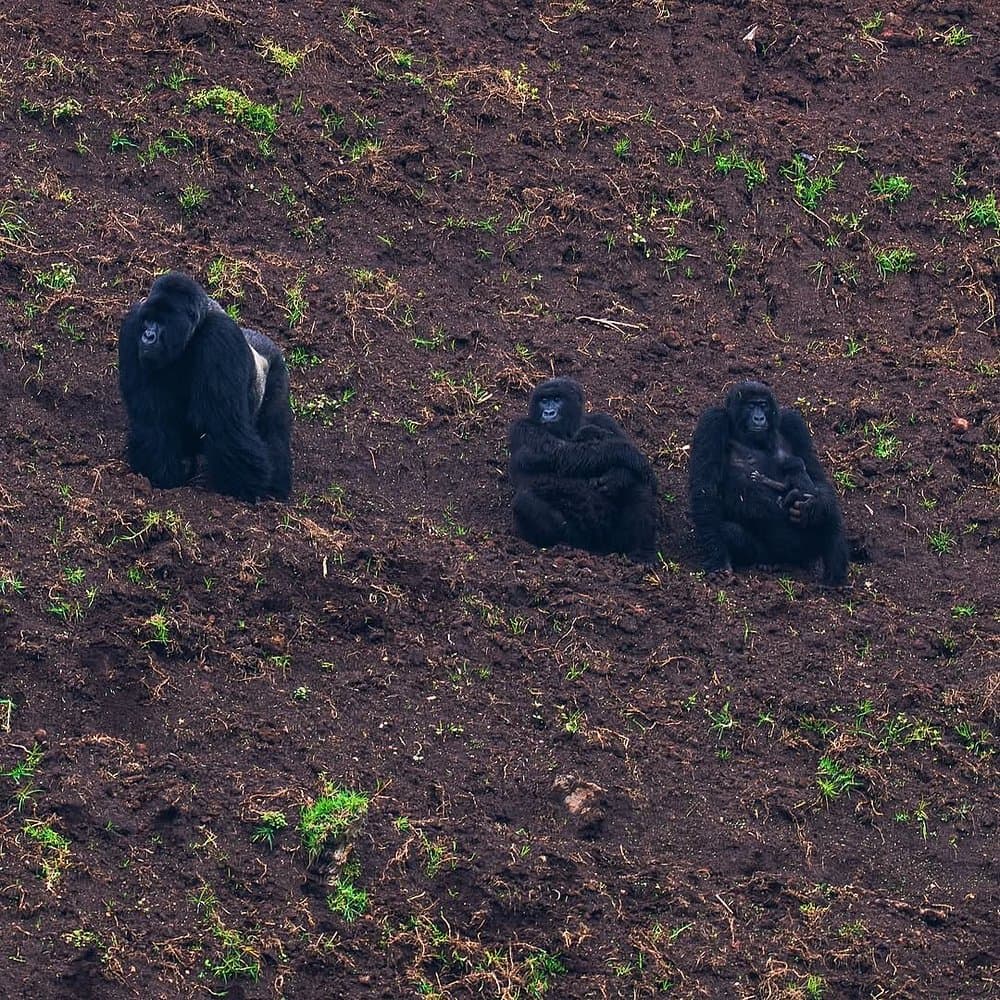 Mountain gorilla encounter