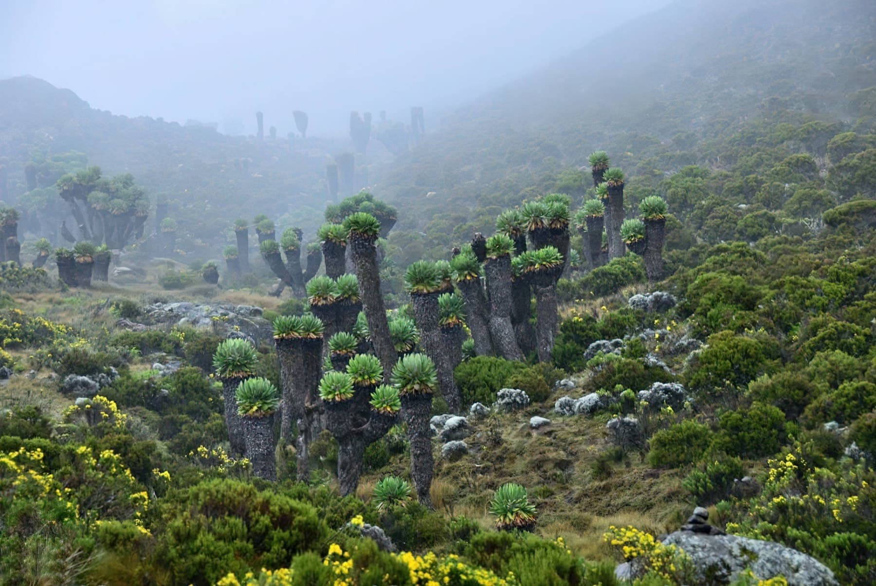 Giant senecio on Mount Kilimanjaro