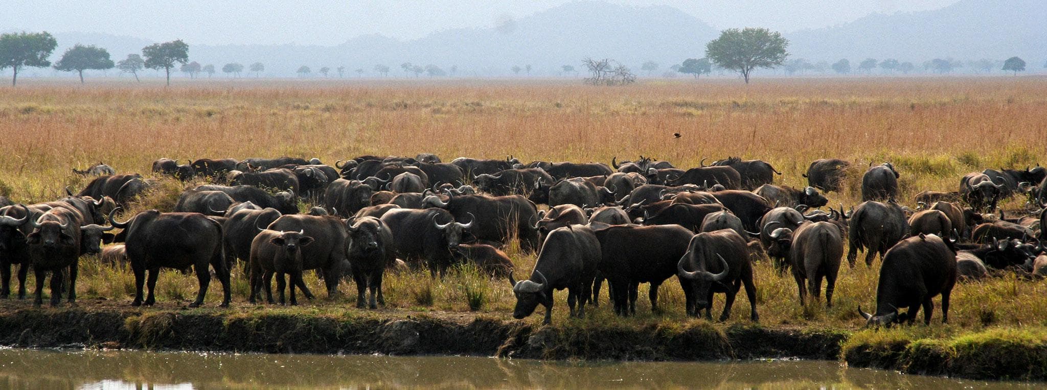 Buffalo in Mikumi National Park