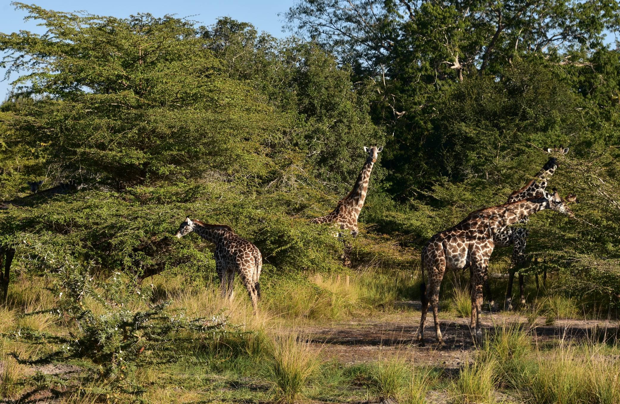 Giraffes in Nyerere National Park